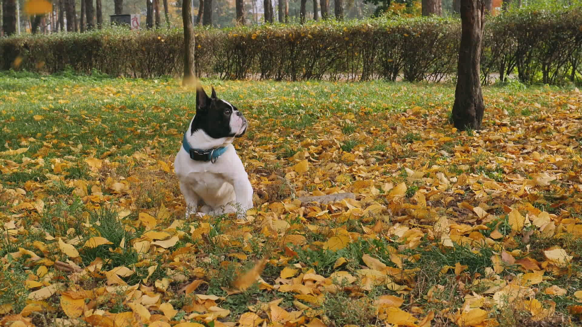 黄叶被狗包围坐在地上视频的预览图