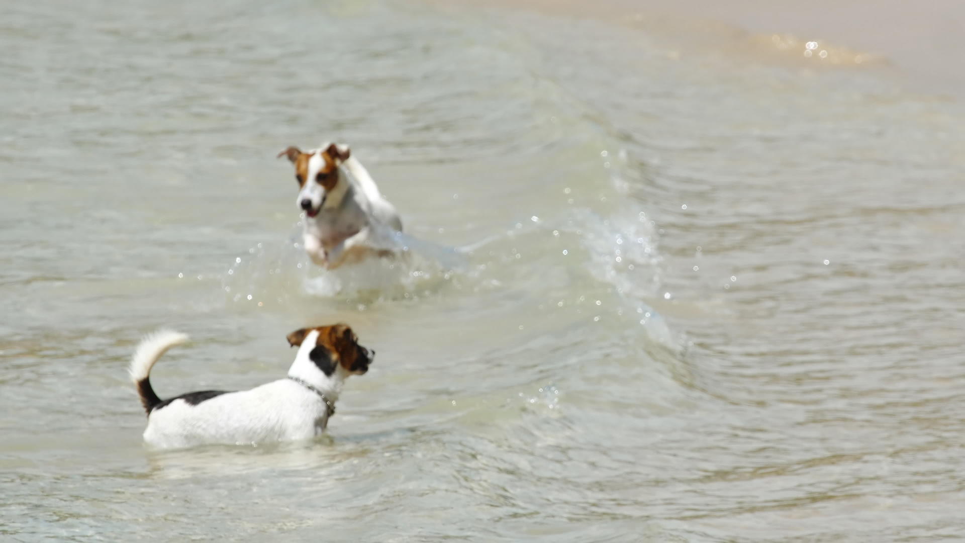 杰克在海滩上·鲁赛尔特瑞犬视频的预览图