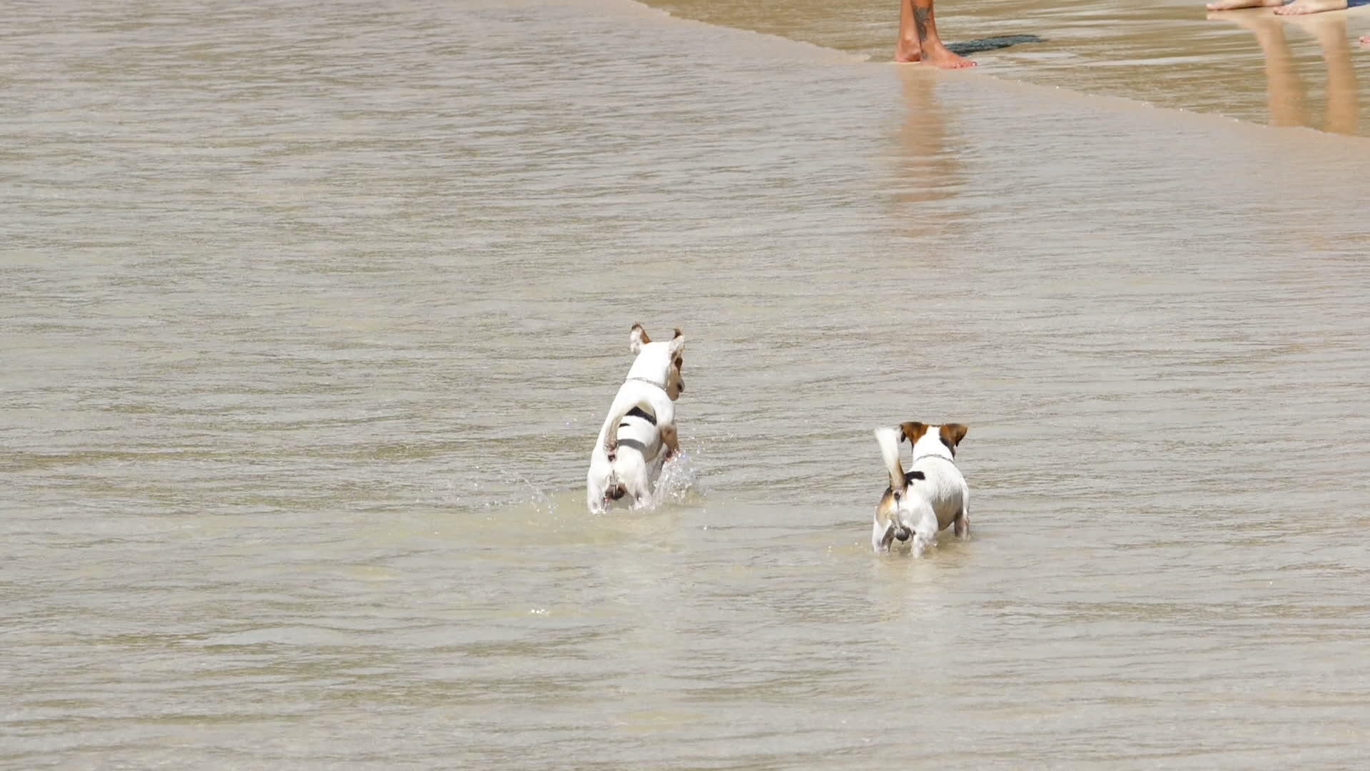 杰克在海滩上·鲁赛尔特瑞犬视频的预览图