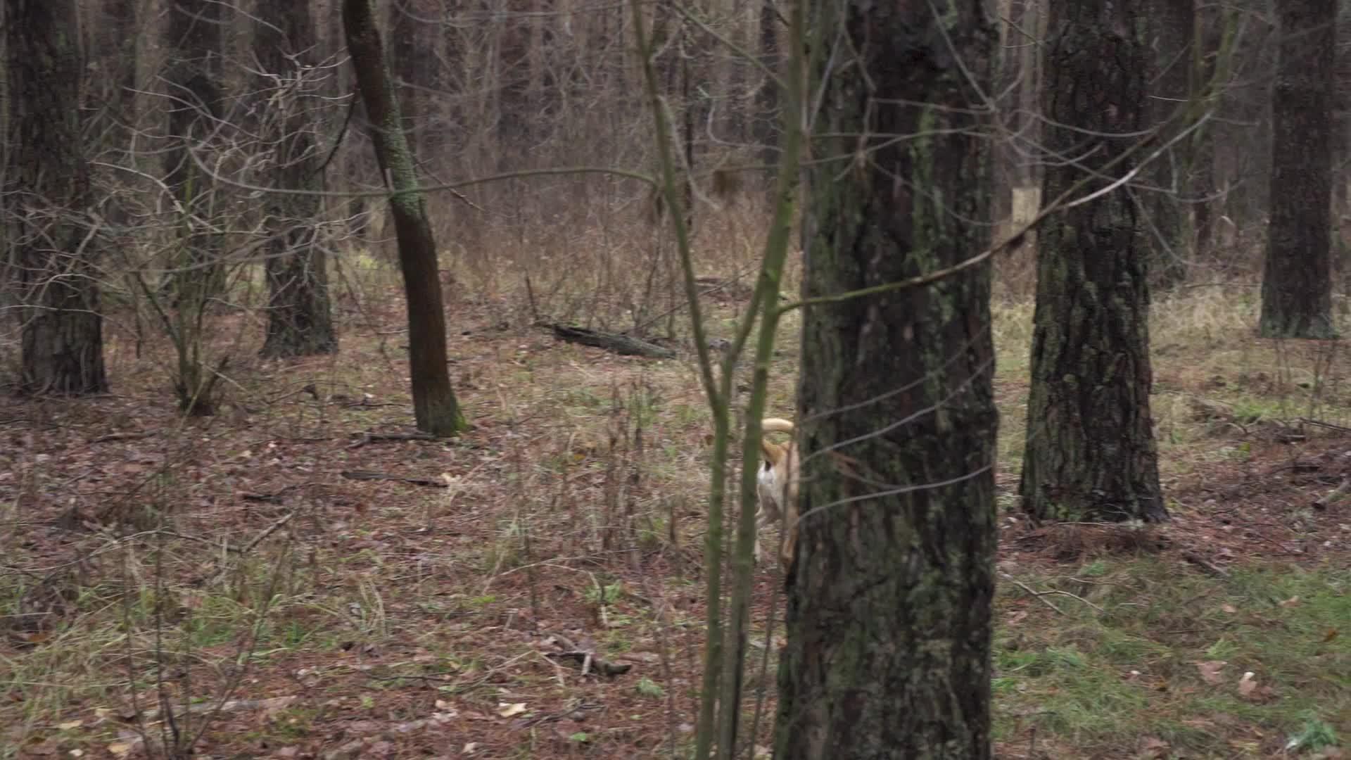 浅棕色的狗和衣领在森林里行走视频的预览图