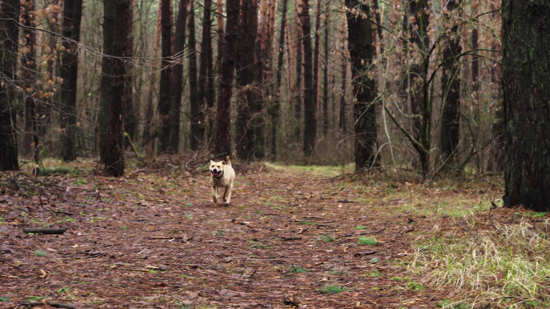 快乐的浅棕色狗跑过秋林视频的预览图