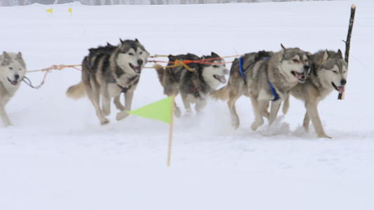 一群有狗的哈斯基雪橇狗视频的预览图