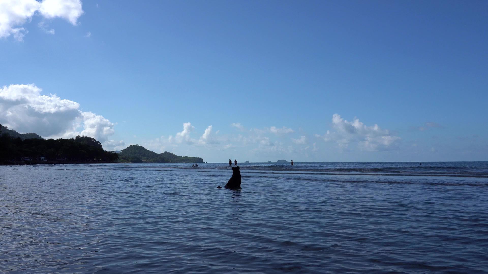 狗坐在海里享受风景视频的预览图