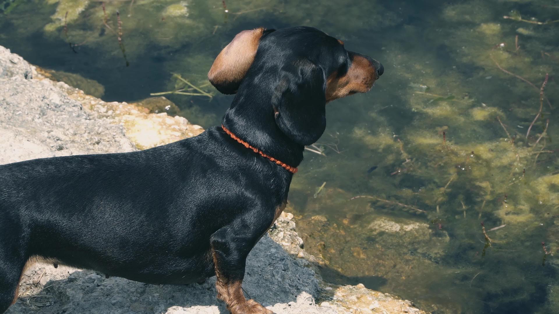 黑狗站在沙漠岩石海滩上视频的预览图