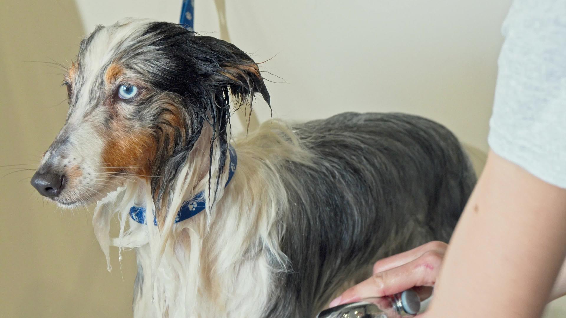 可爱的小狗被兽医诊所的专业美容师洗过视频的预览图