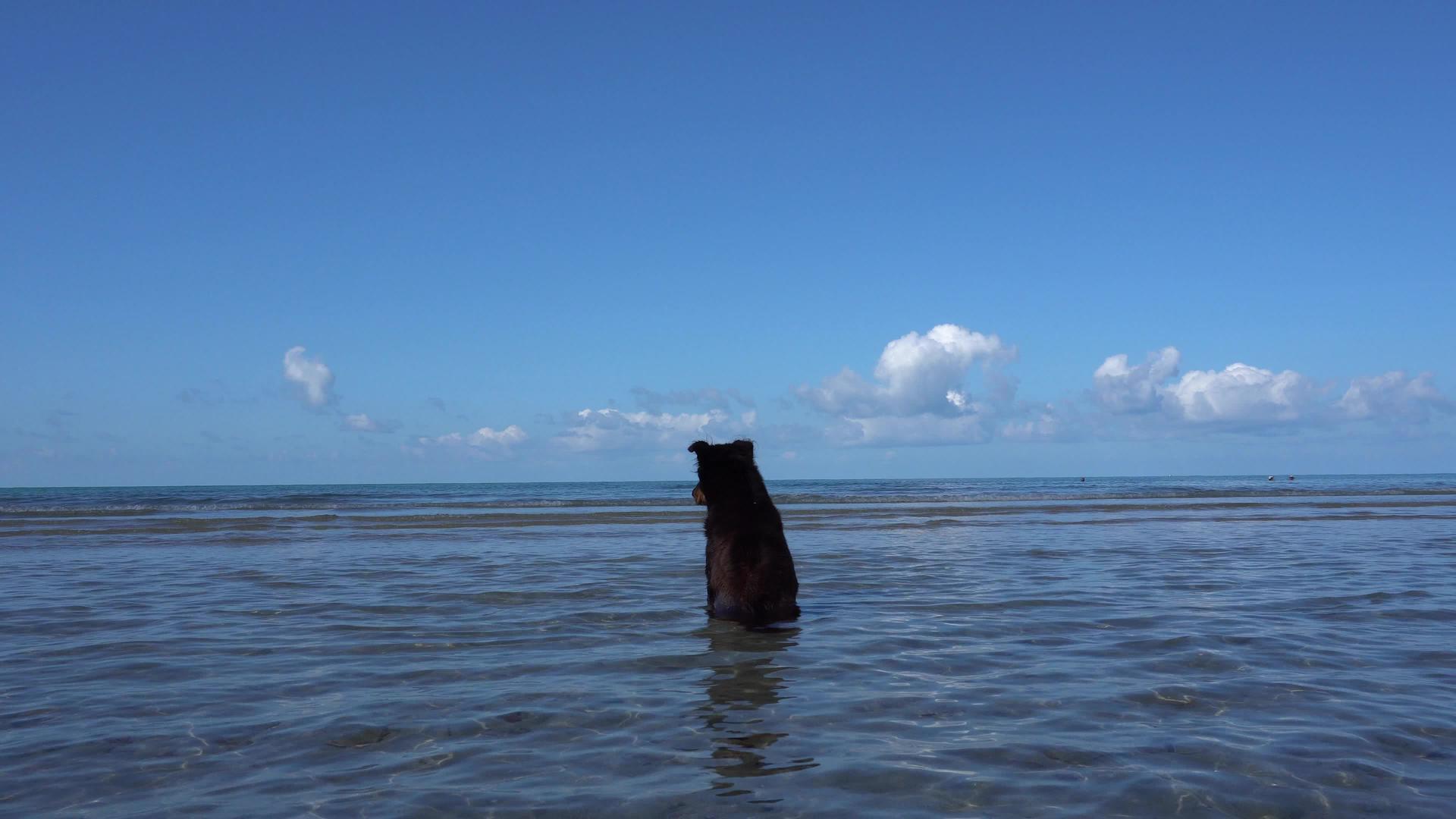 狗坐在海里享受风景视频的预览图
