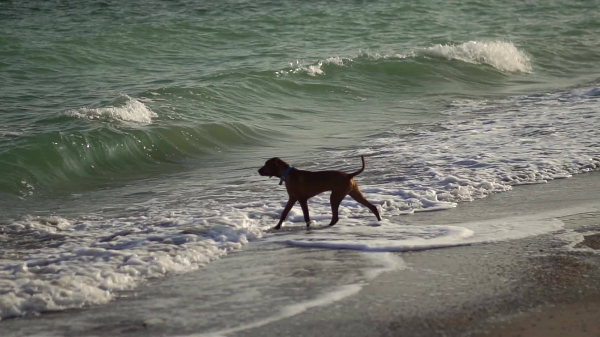 沿海河狗视频的预览图