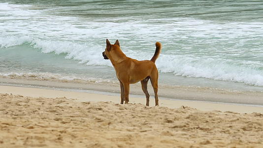 狗狗在沙滩上散步视频的预览图