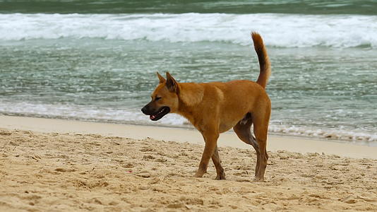 狗狗在沙滩上散步视频的预览图