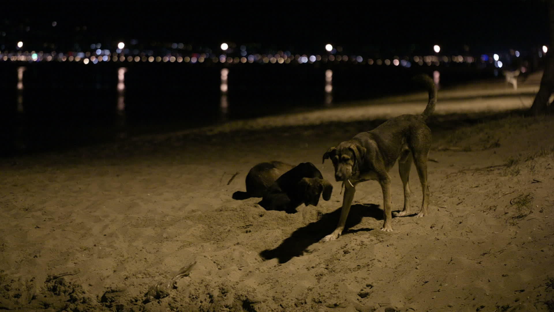 三只流浪狗在海滩上过夜视频的预览图