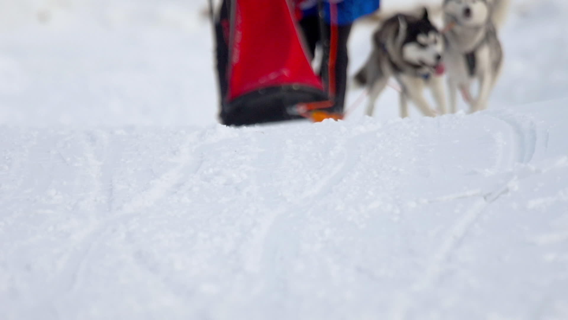 哈斯基犬和女运动员参加了滑雪比赛视频的预览图