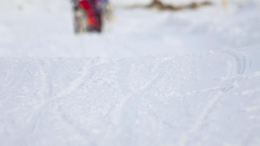 哈斯基犬和女运动员参加了滑雪比赛视频的预览图