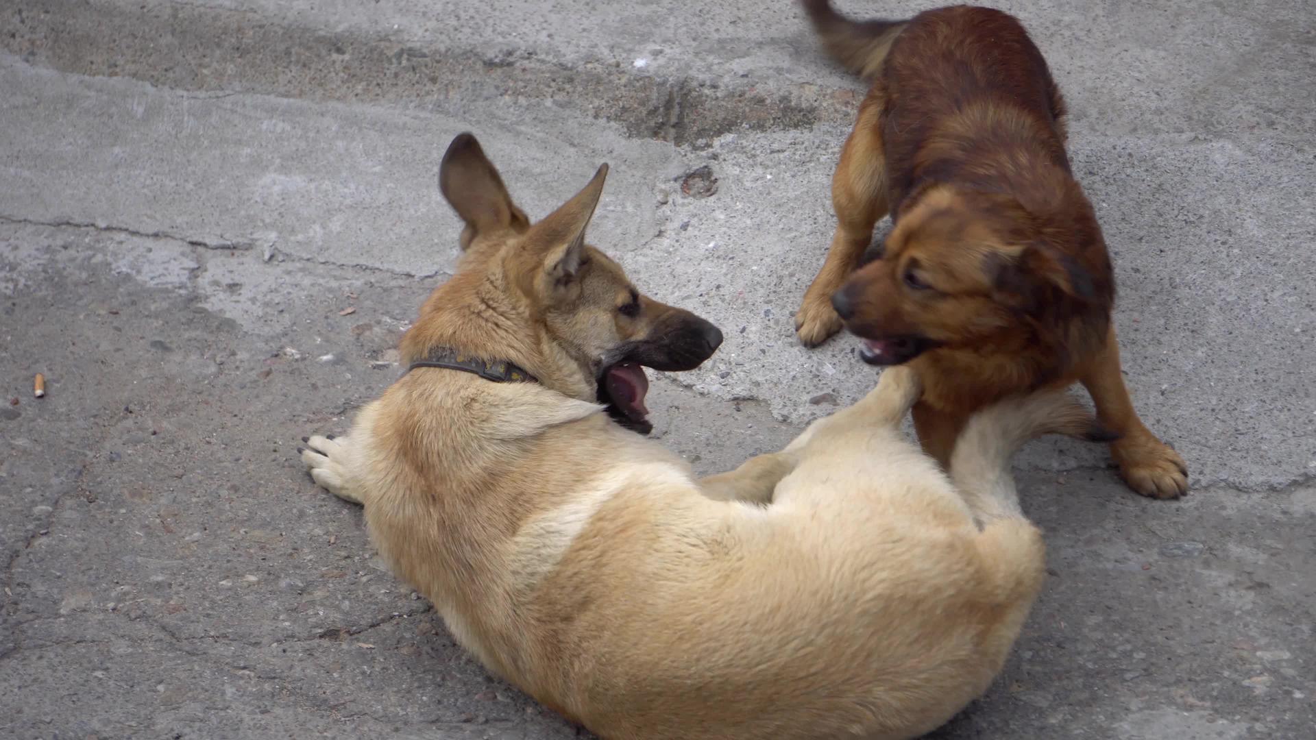 两只狗互相争斗视频的预览图