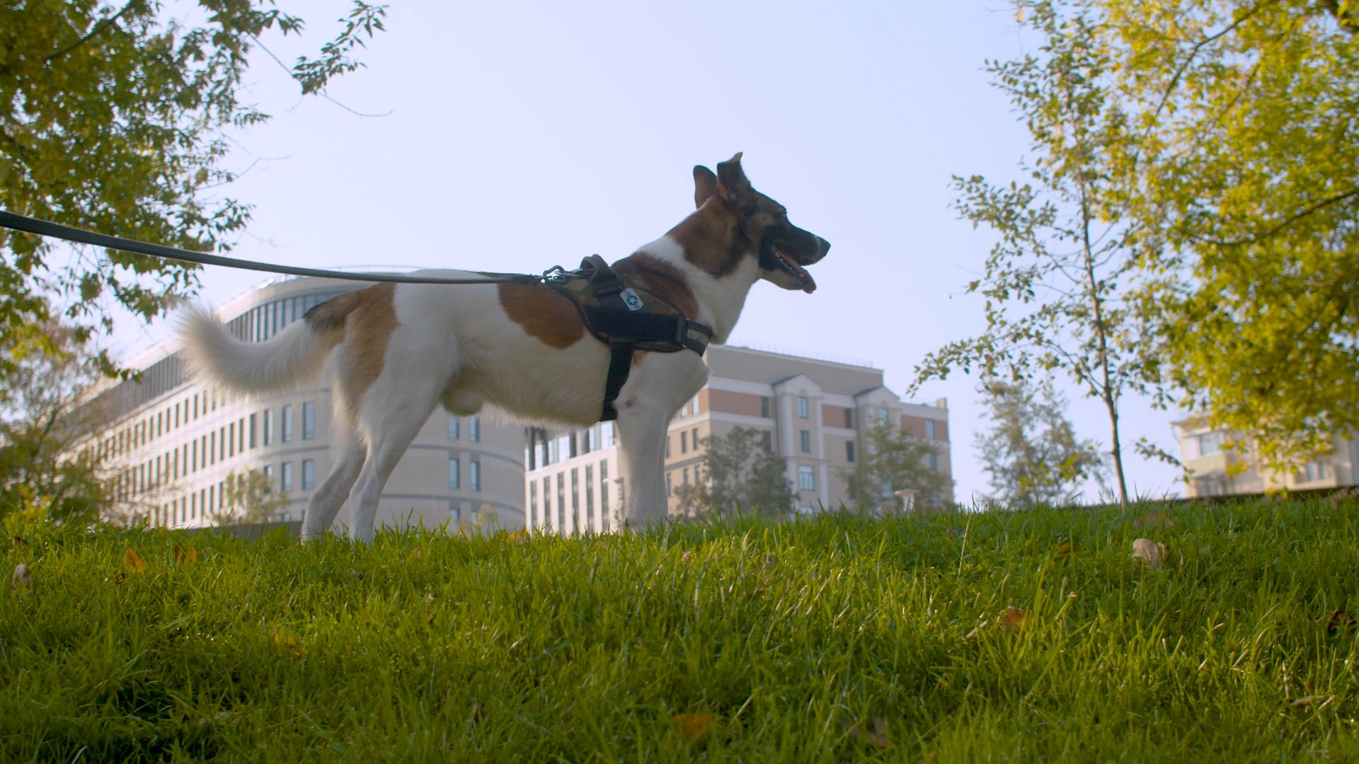 狗在公园里走着一条皮带视频的预览图