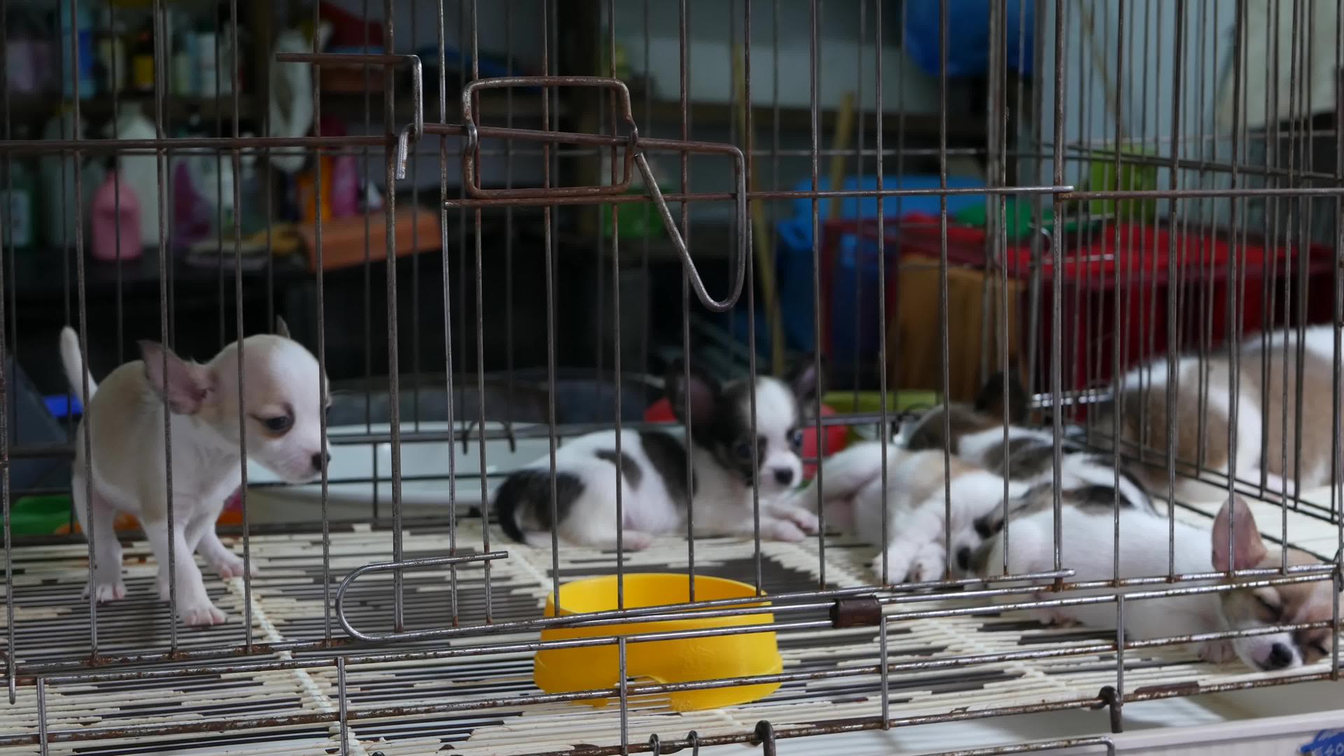 市场上笼子里可爱的小狗泰国曼谷乍都乍可爱的小狗视频的预览图