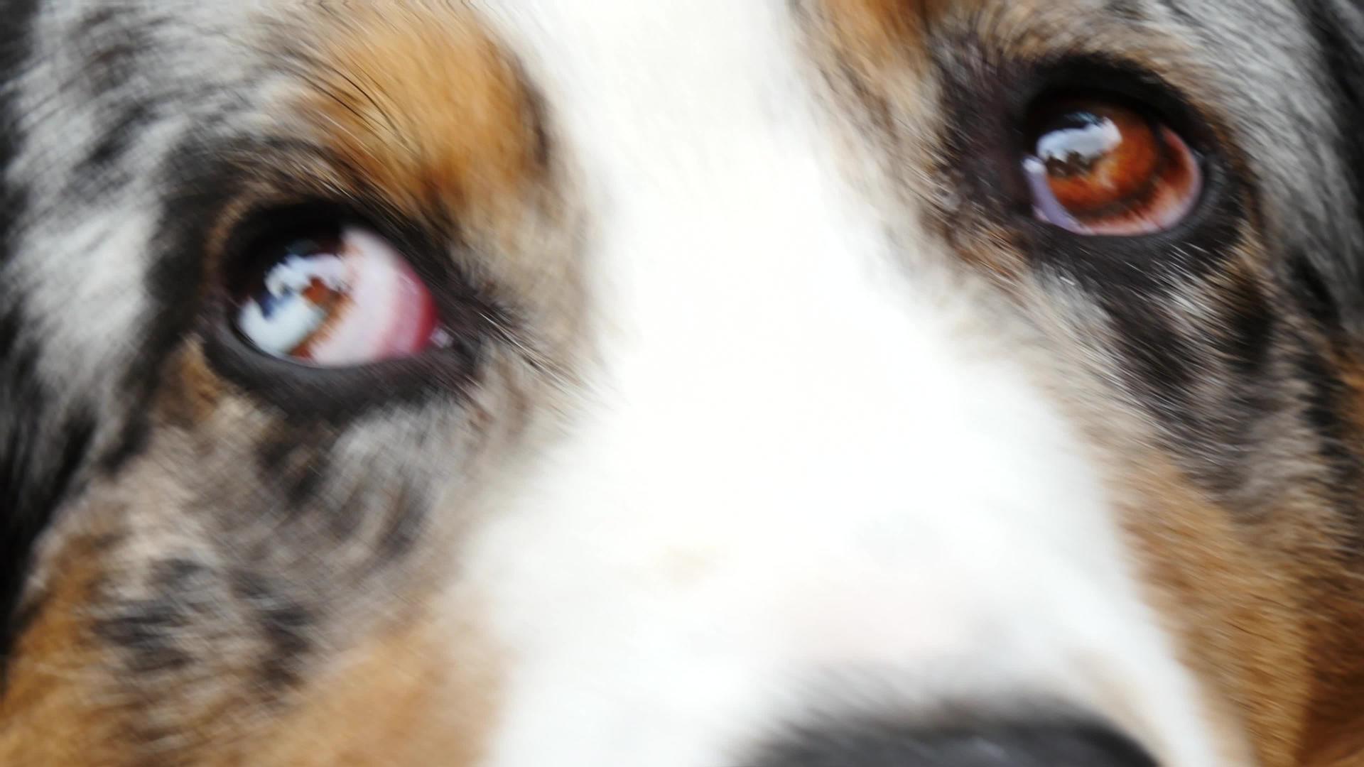 狗有不同肤色的眼睛视频的预览图