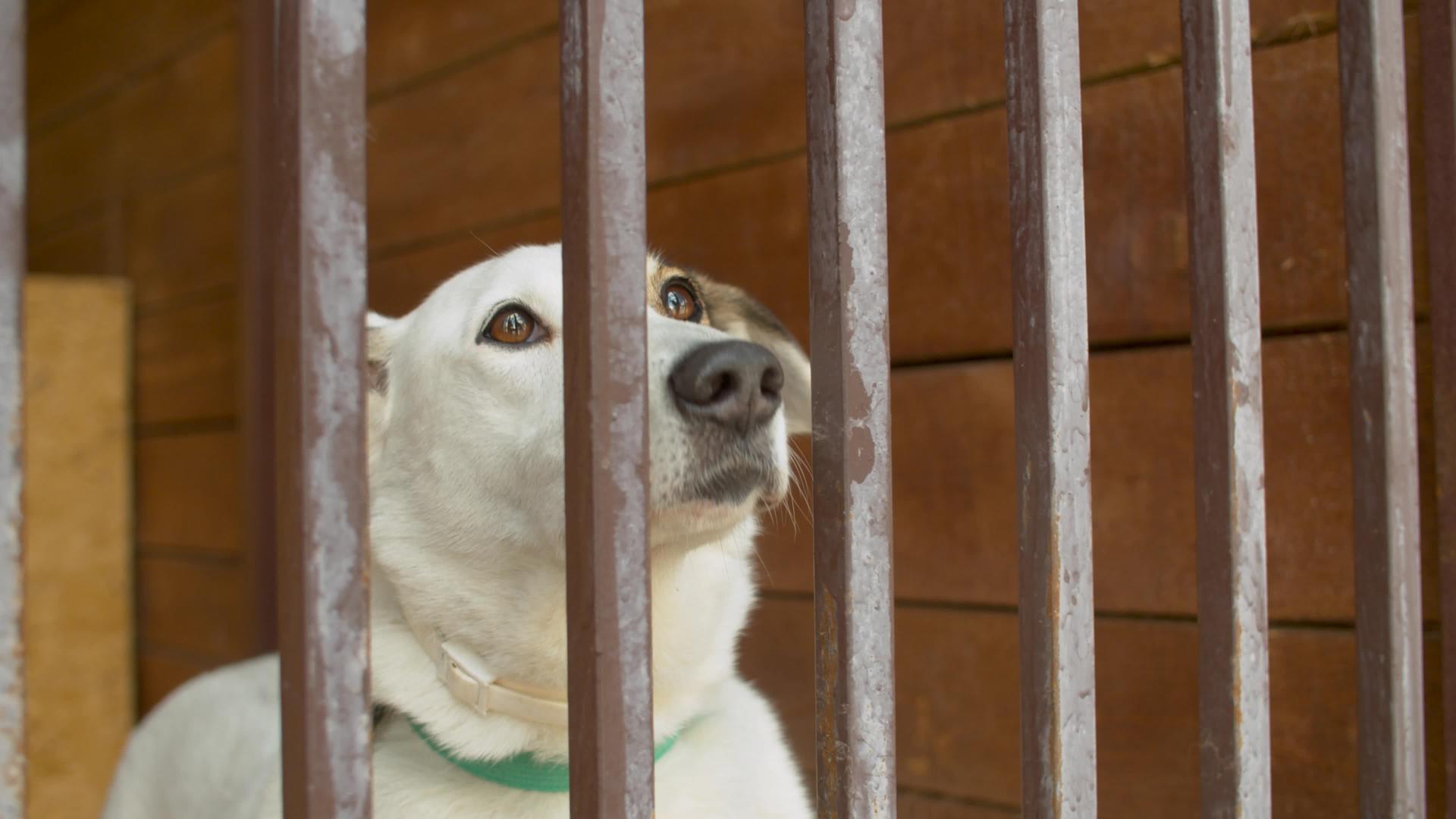 一只聪明的狗在笼子里悲伤的脸视频的预览图