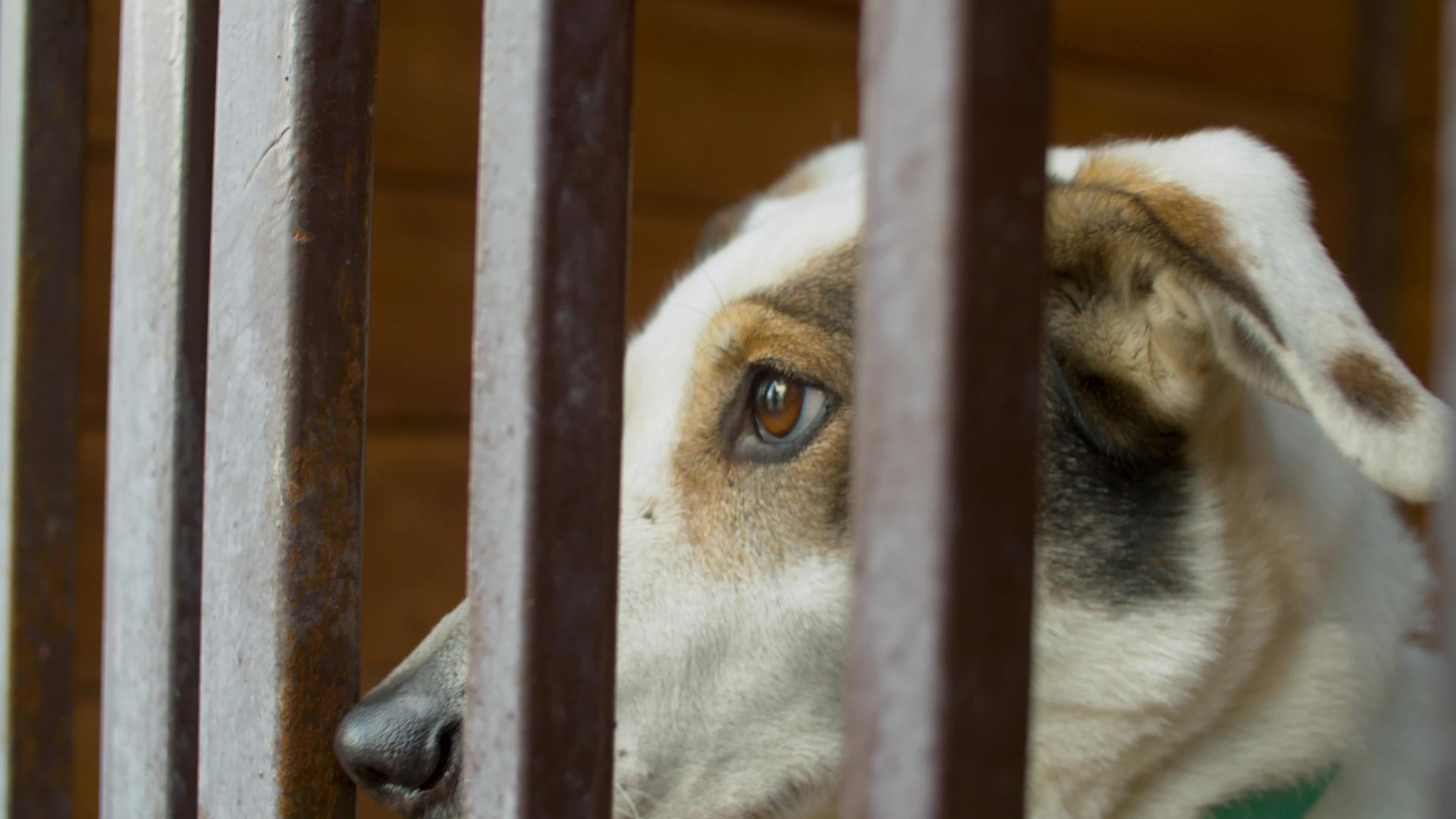 一只聪明的狗在笼子里悲伤的脸视频的预览图