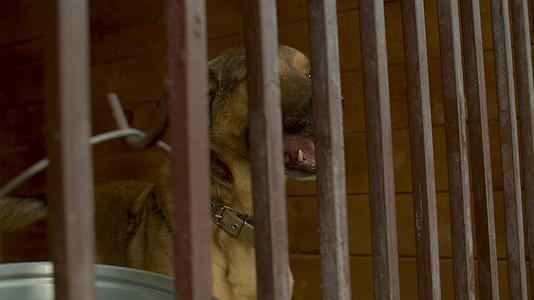 在动物收容所的笼子里哭狗视频的预览图
