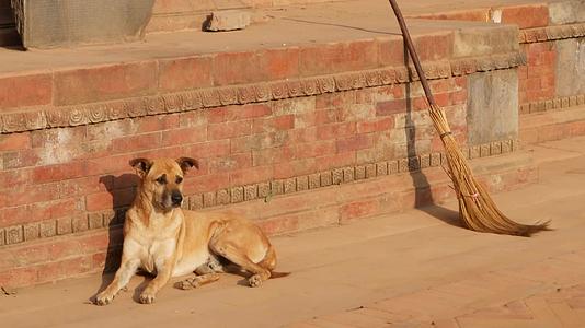 在阳光下石街上的大狗躺在阳光下的红石基地附近视频的预览图