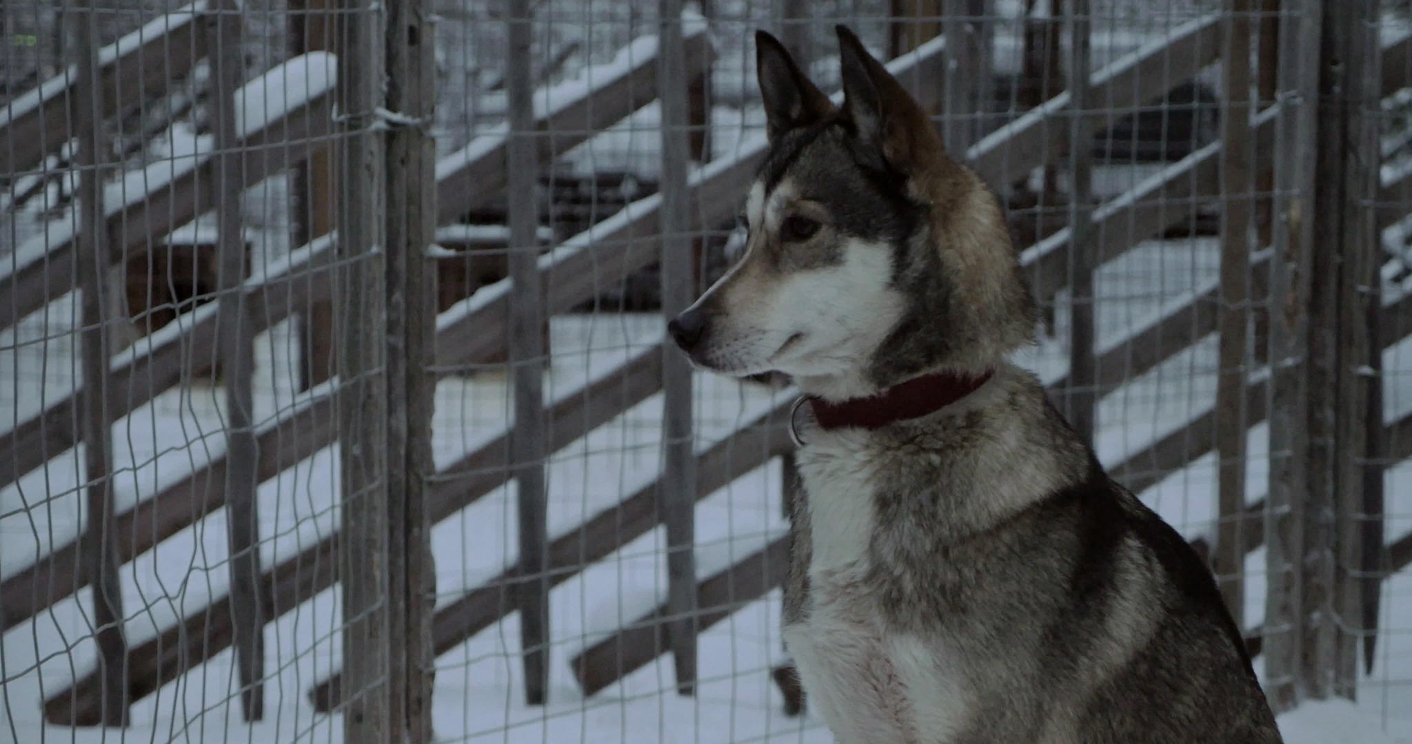 哈斯基狗坐在笼子里视频的预览图