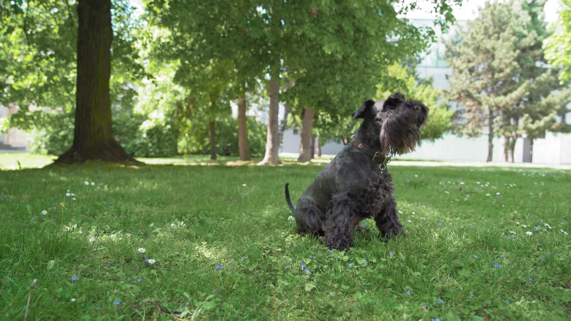 训练一只狗在草地上随叫随到地滚动视频的预览图