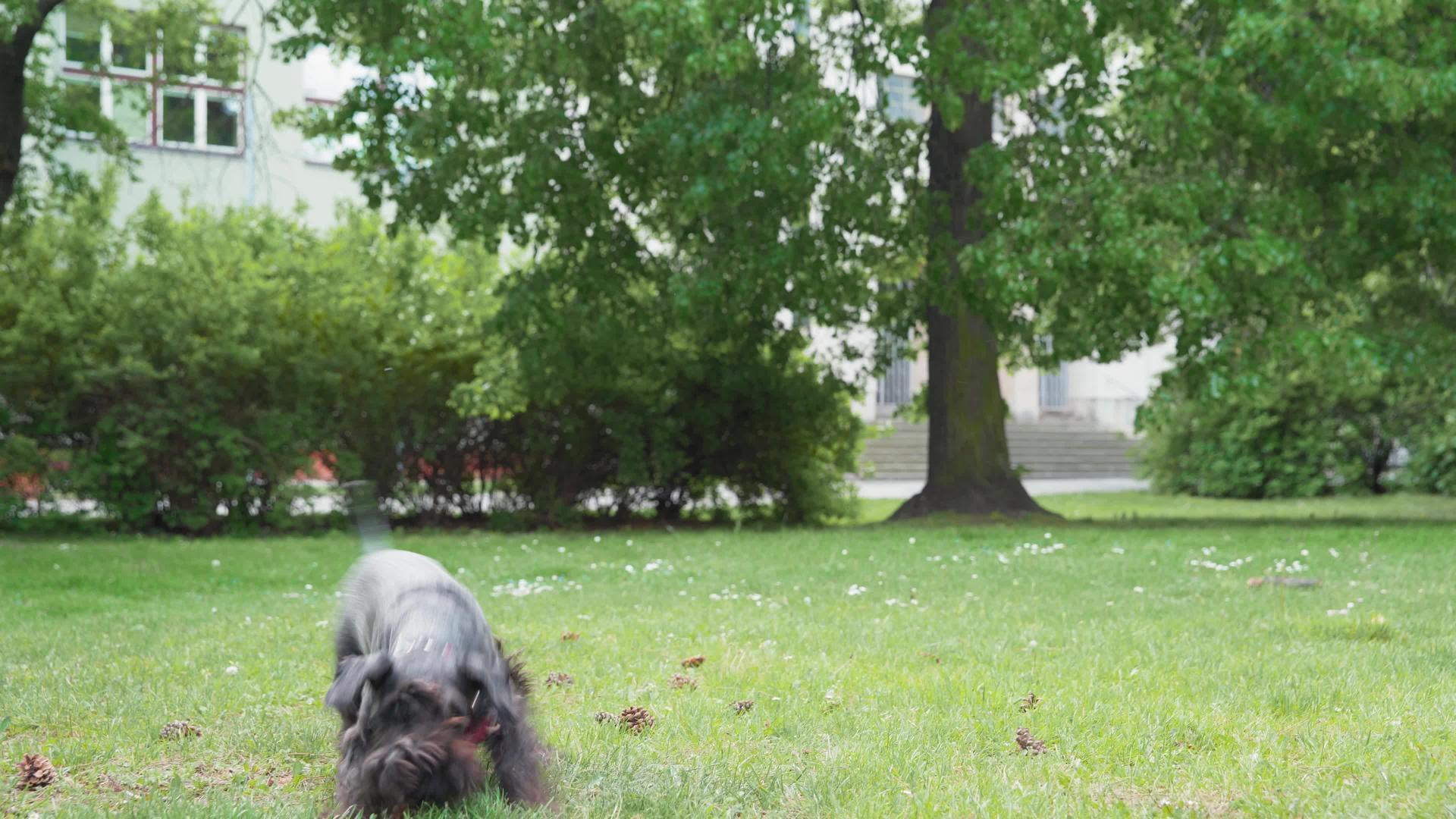 用狗训练从树上扔锥子狗跳玩具视频的预览图