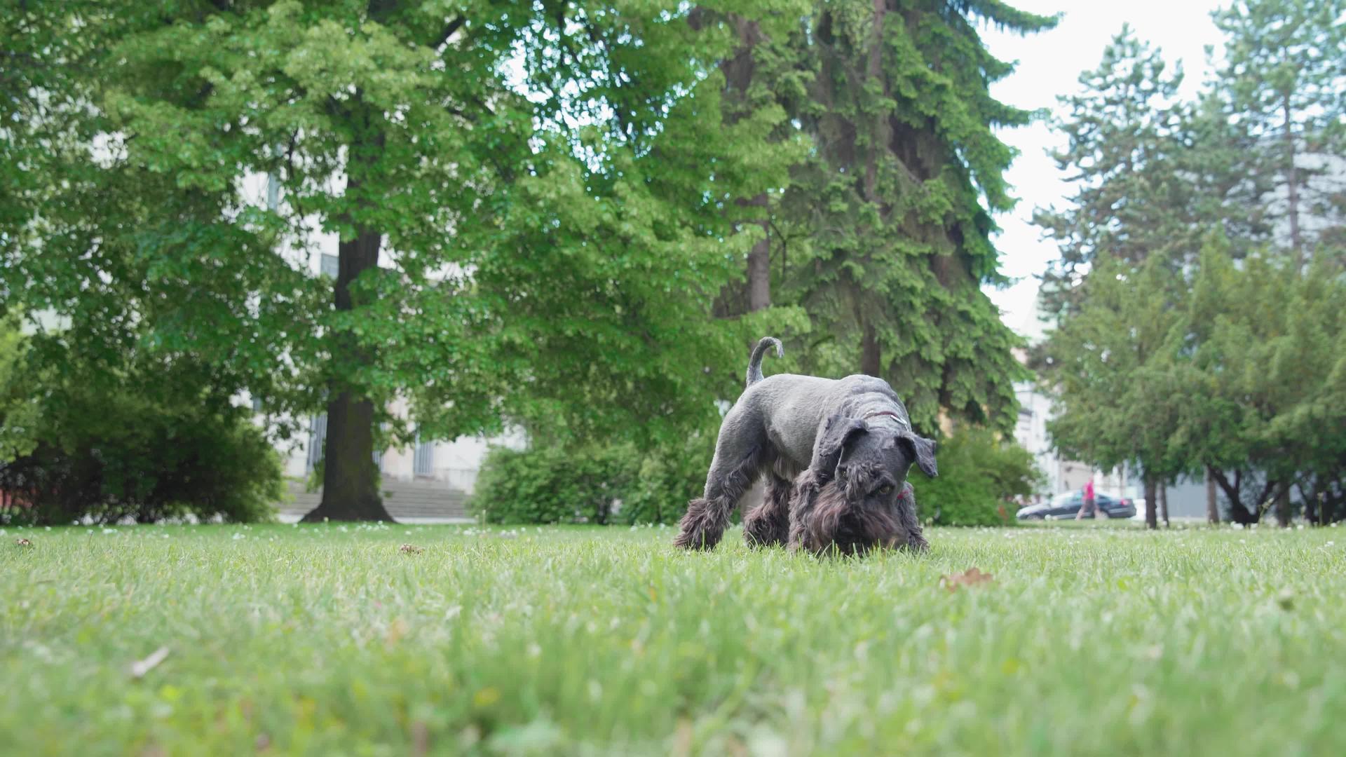 用狗训练从树上扔锥子狗跳到玩具上视频的预览图