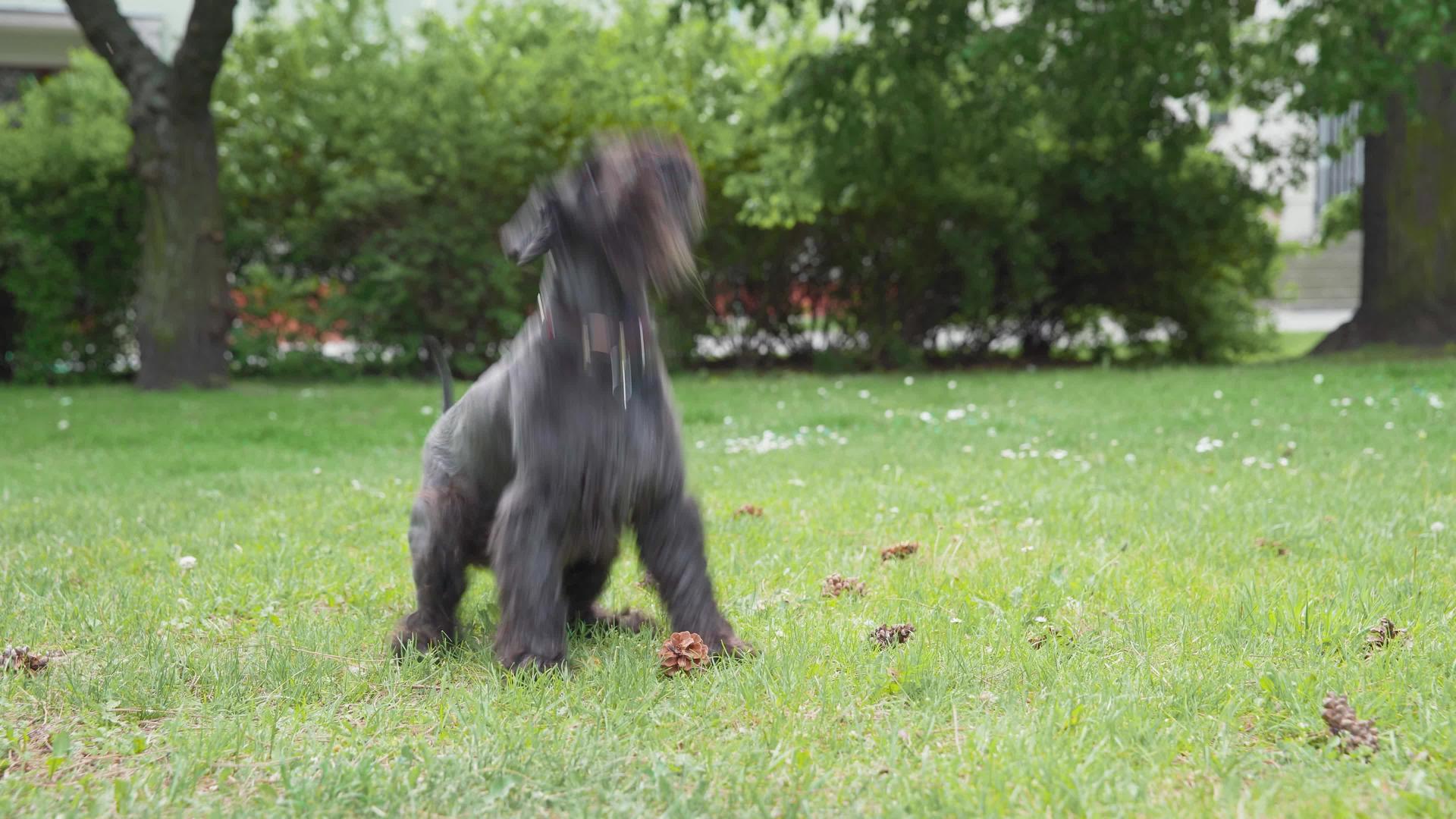 用狗训练从树上扔锥子狗跳玩具视频的预览图