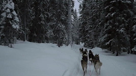 冬天在森林里骑狗视频的预览图