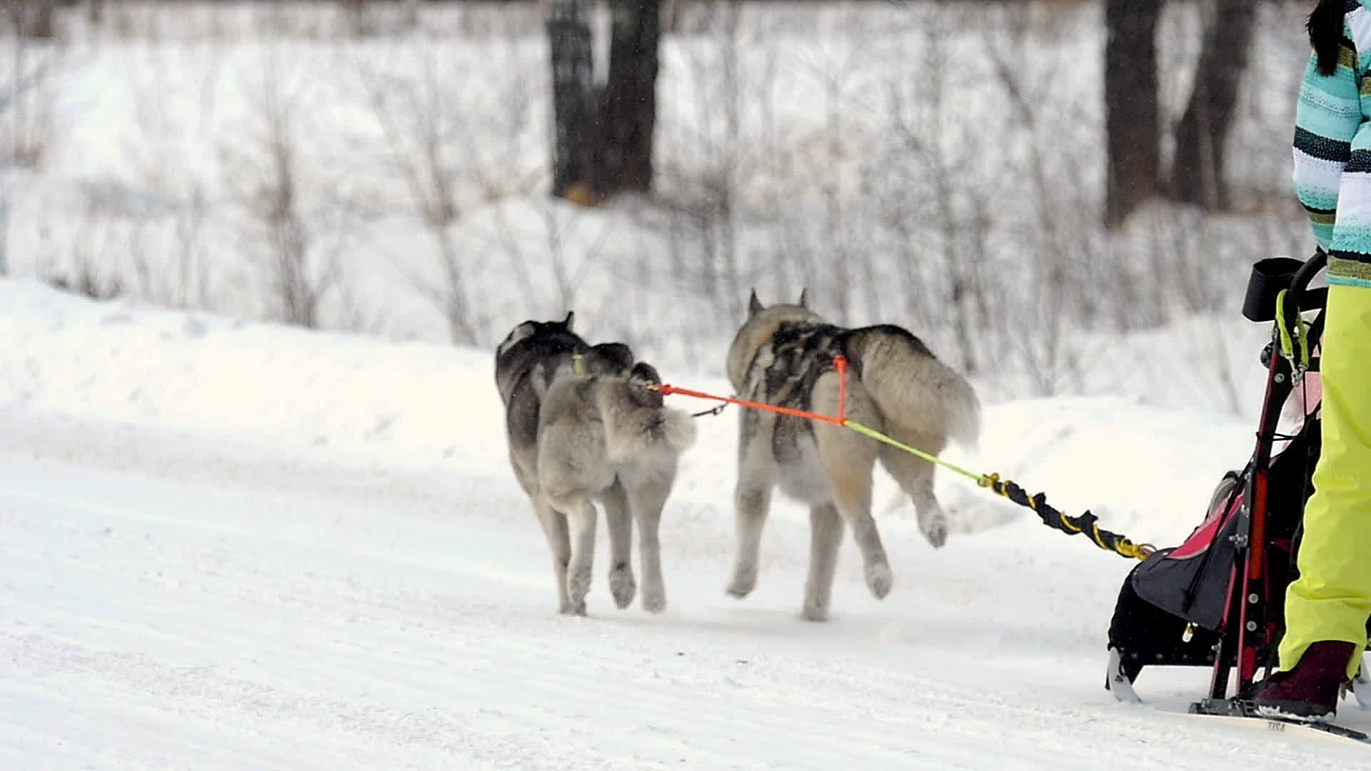 一群雪橇狗和马舍尔人视频的预览图