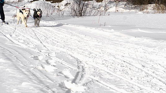 一群雪橇狗和马舍尔人视频的预览图