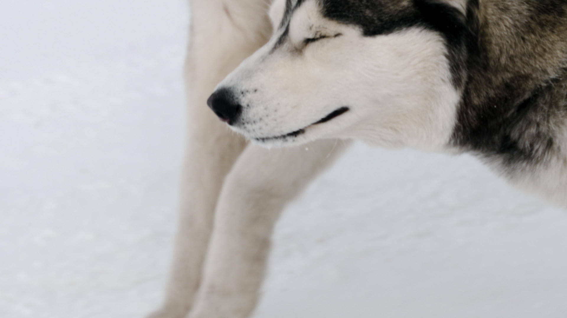 西伯利亚哈士奇狗在安全带视频的预览图