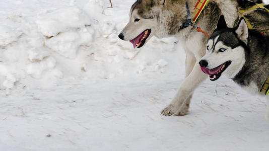 两只哈斯基的狗带着雪橇跑来跑去视频的预览图