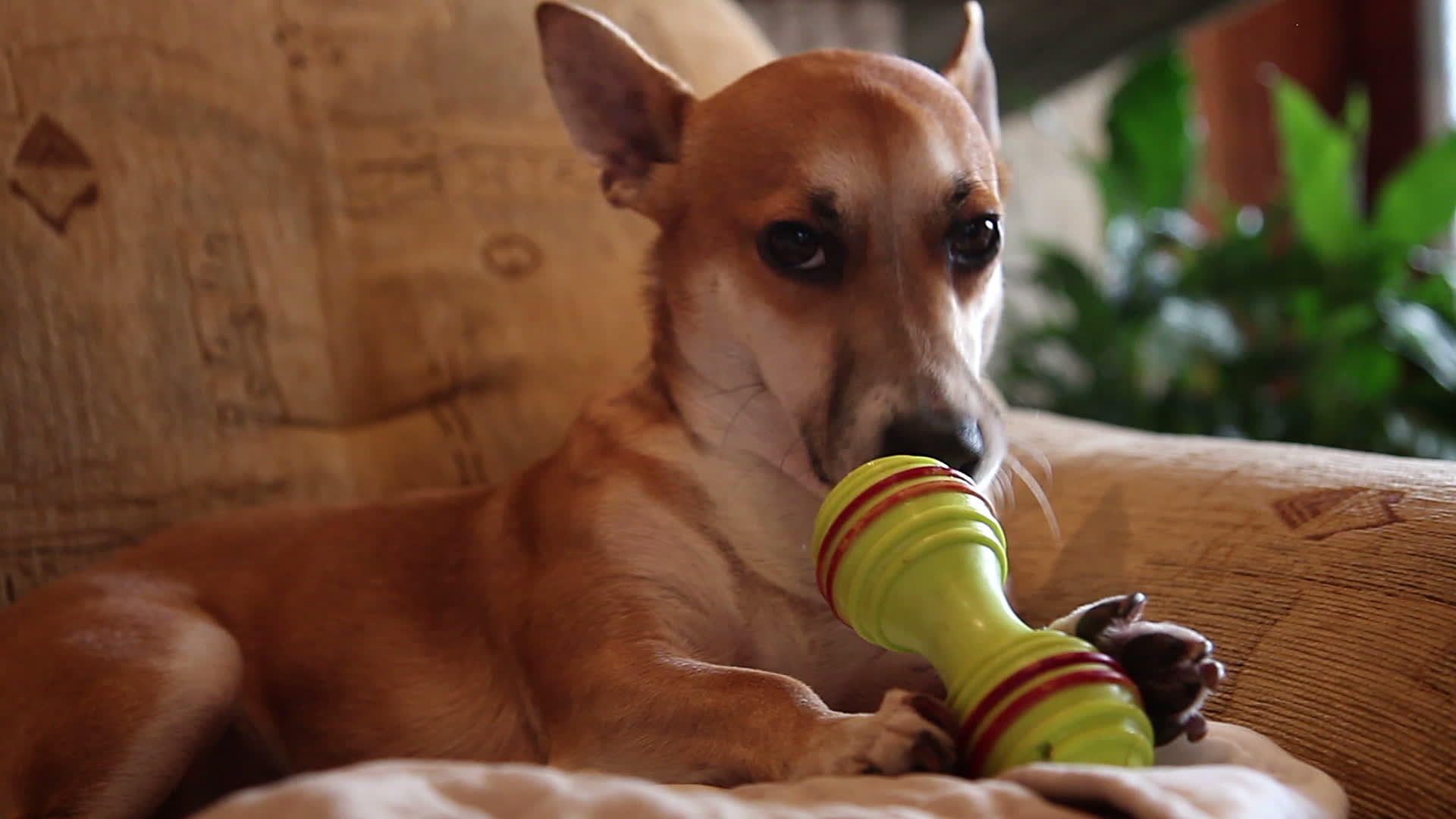 狗在沙发上玩橡胶骨玩具视频的预览图