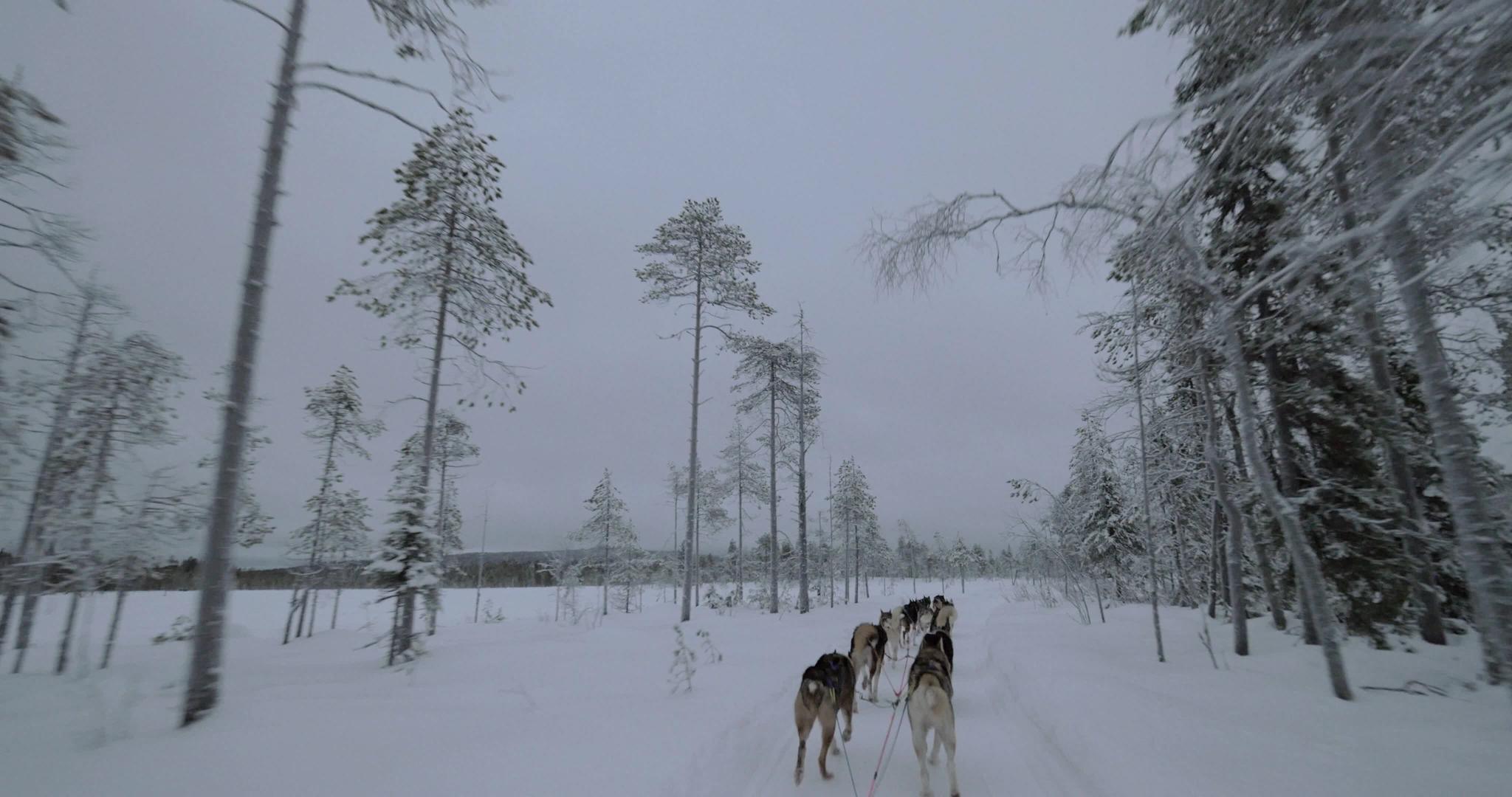冬天带着雪橇狗在森林里旅行视频的预览图