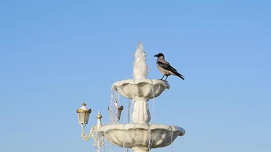 邪恶的乌鸦在城市公园的喷泉里喝水生动物视频的预览图
