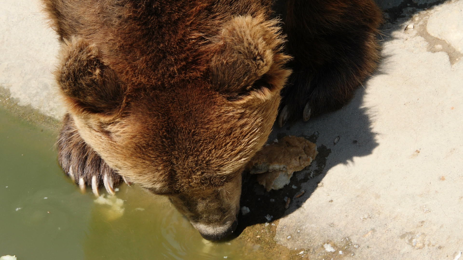 在动物园里吃单棕熊视频的预览图
