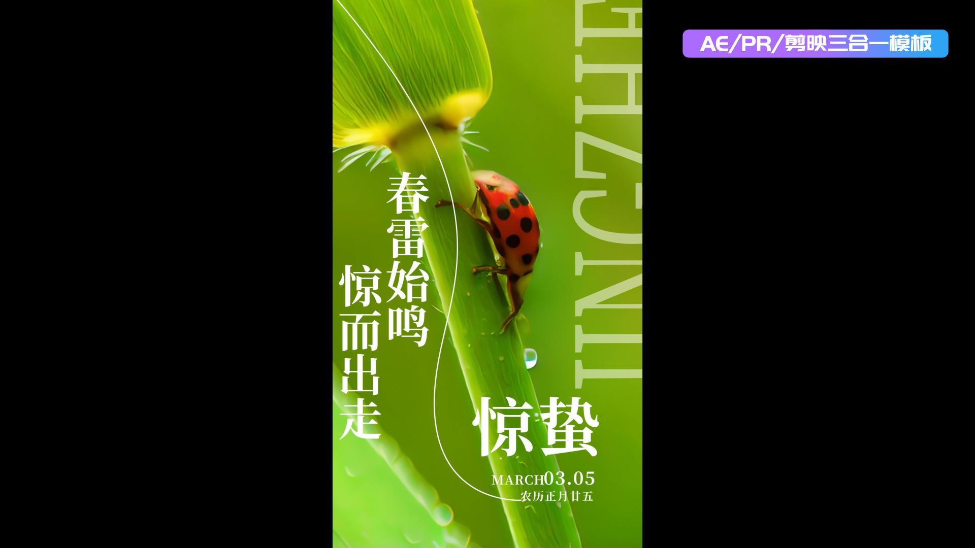 清新唯美24节气惊蛰aepr三合一模板视频的预览图