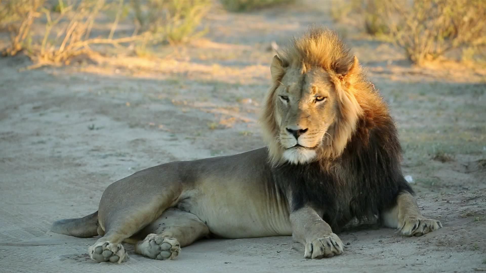 清晨的非洲雄狮视频的预览图