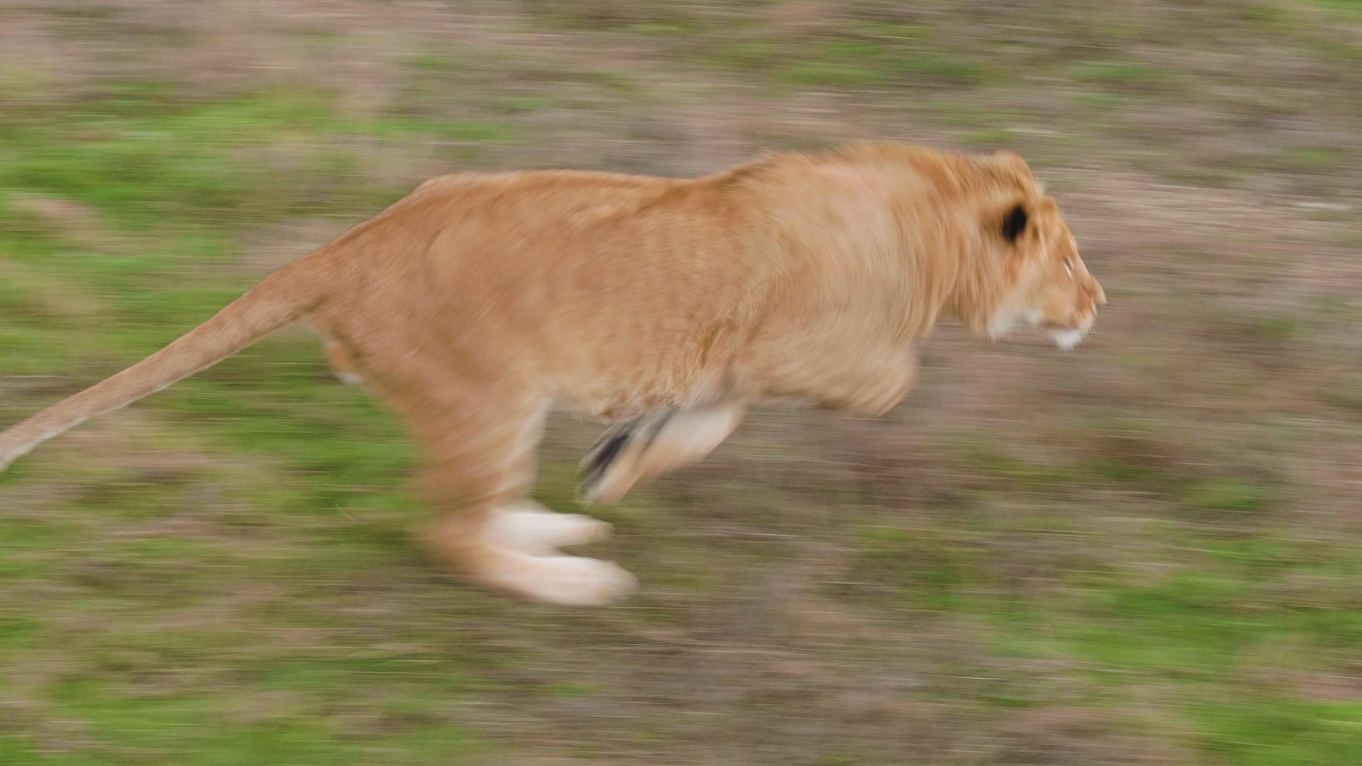 雄狮在狩猎的背景下发现了猎物和干草视频的预览图