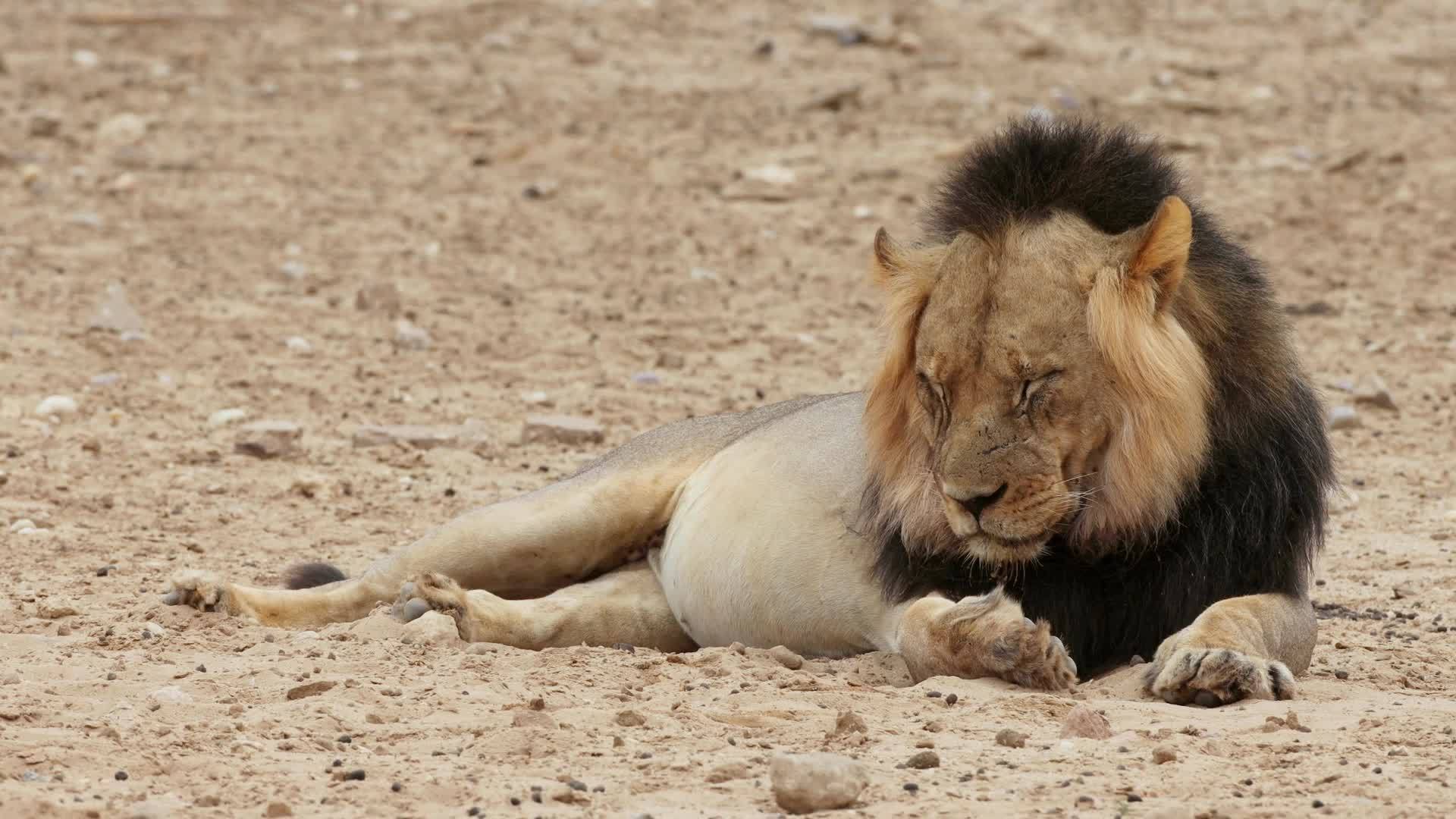 非洲大雄狮卡拉哈里沙漠视频的预览图