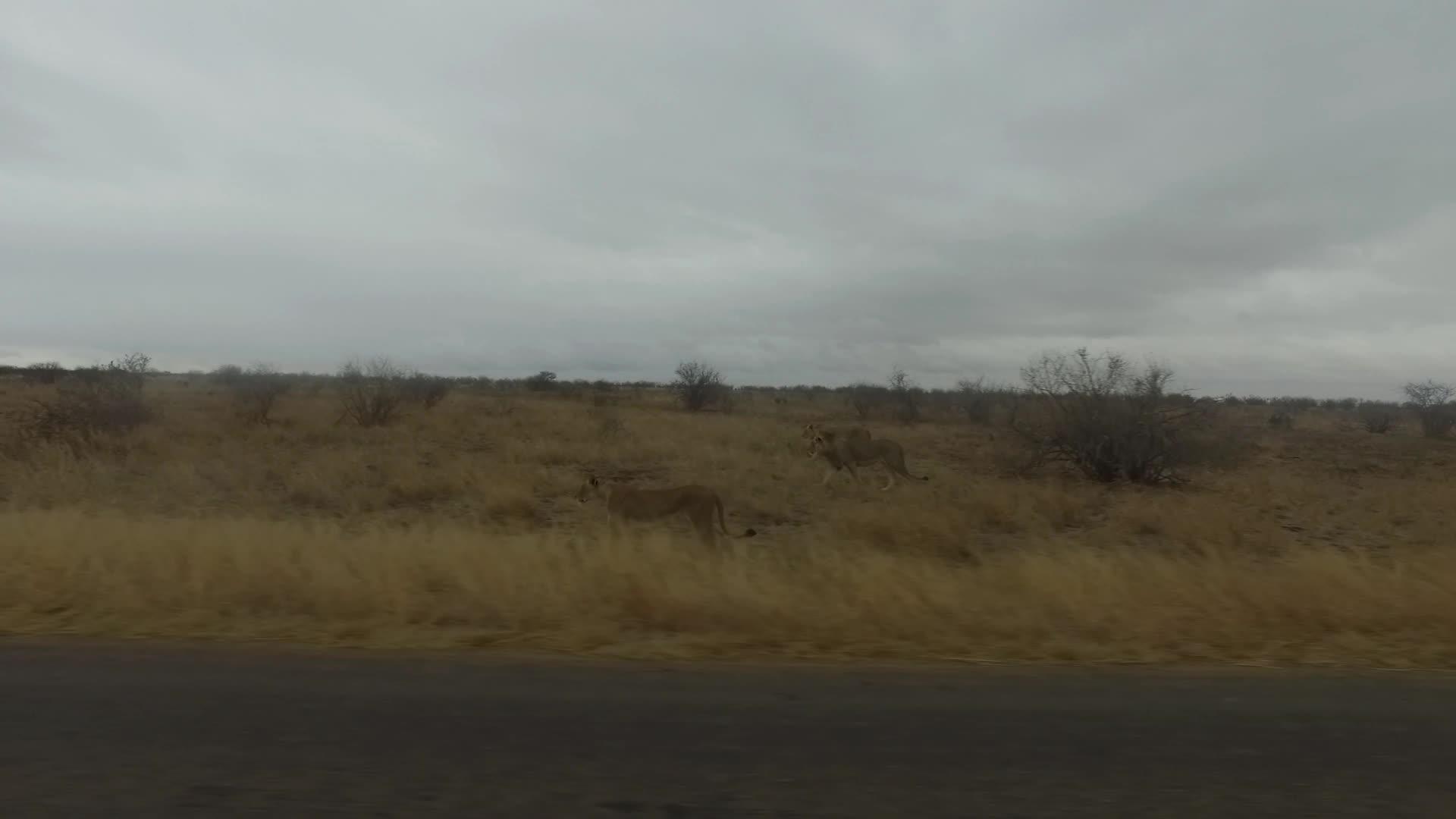 走在荒野路边的狮子视频的预览图
