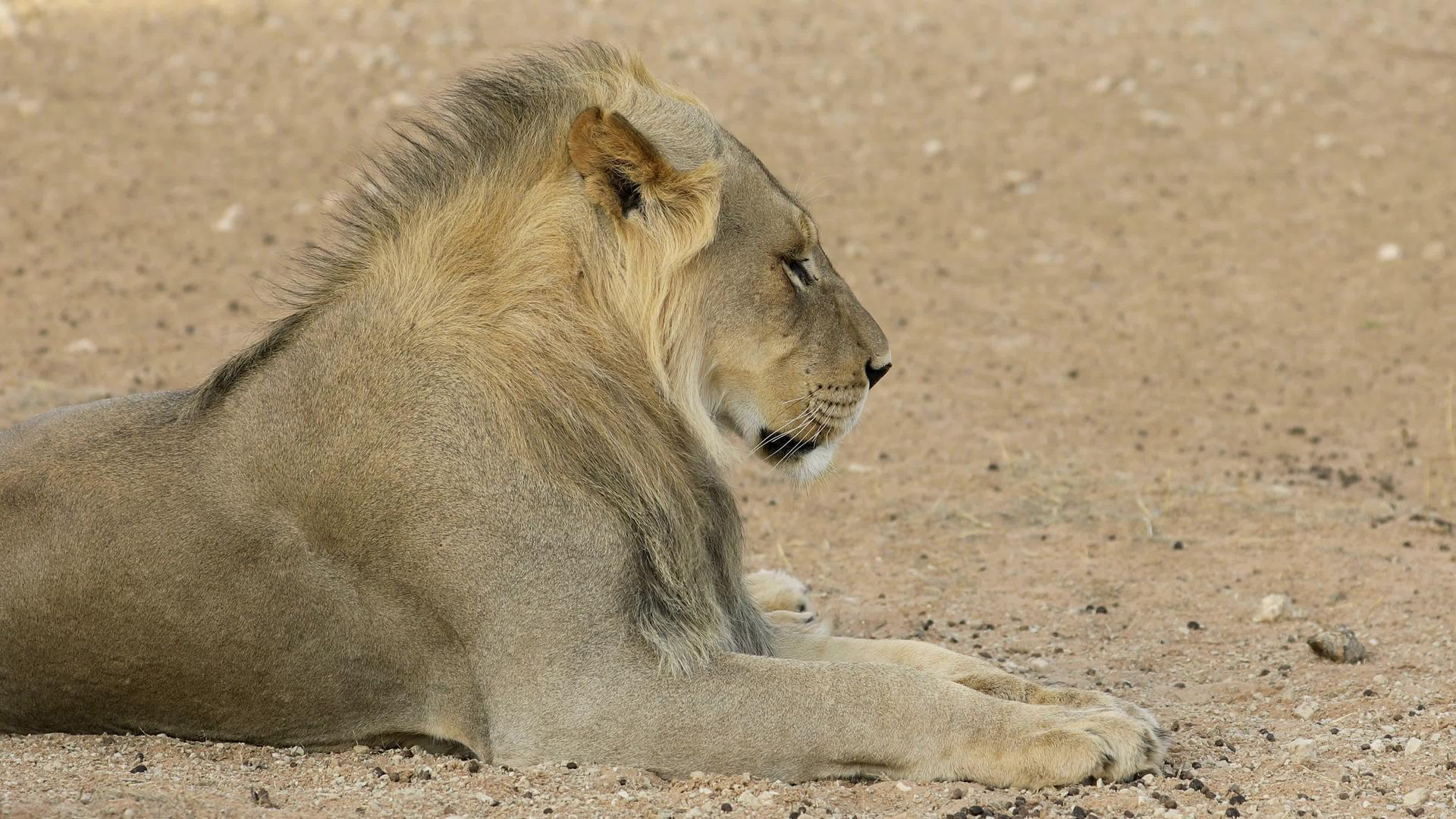 卡拉哈里沙漠卡拉哈里沙漠一只非洲青年狮子视频的预览图