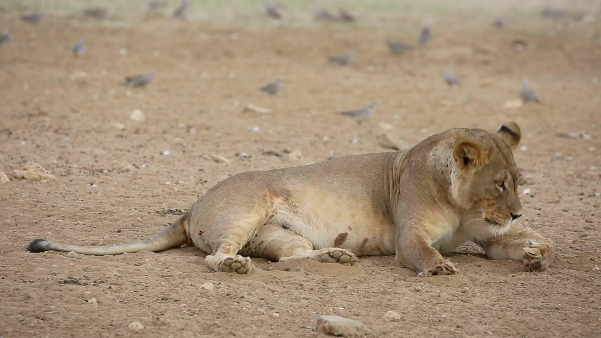 母狮在南非卡拉哈里沙漠附近放松Panthera视频的预览图