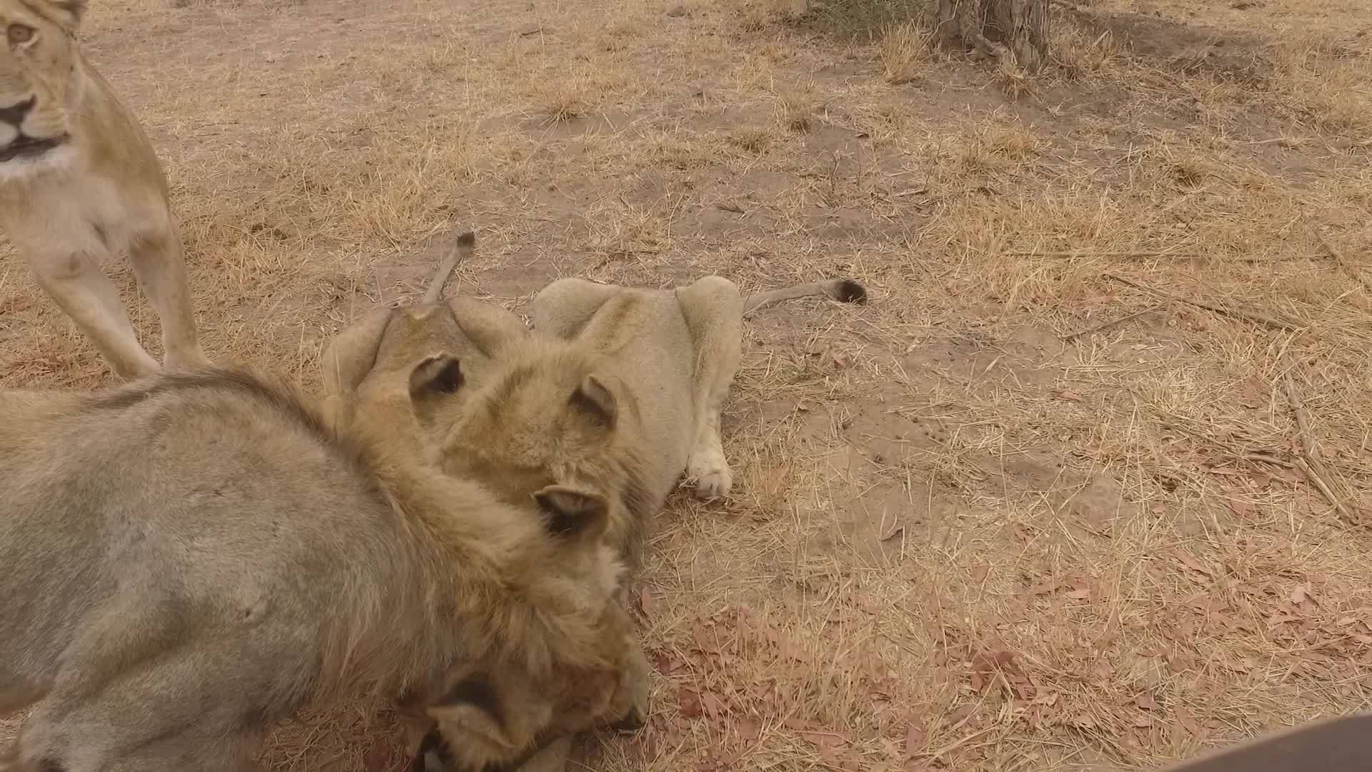 狮子在荒野的汽车旁战斗视频的预览图