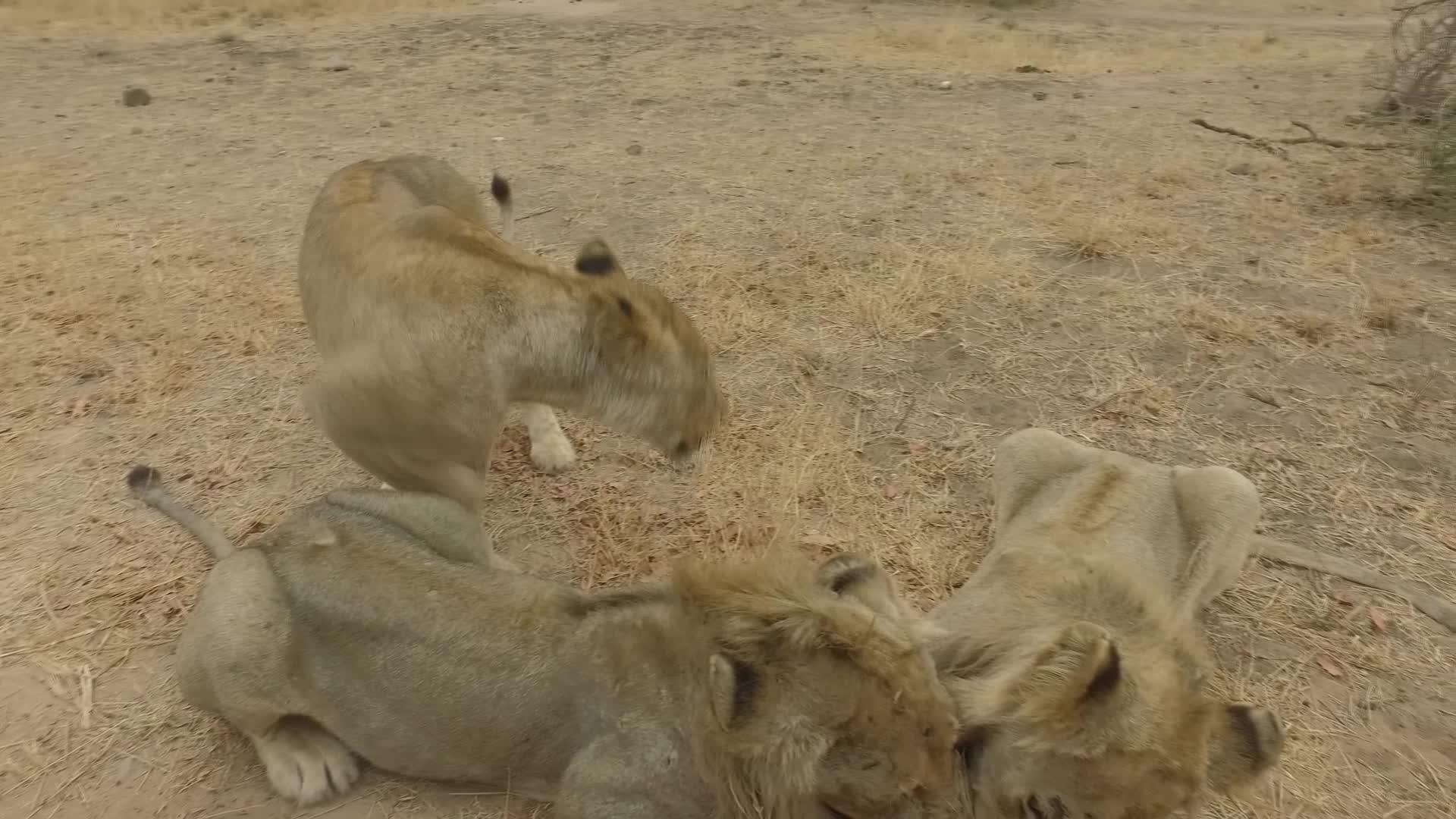 狮子在荒野的汽车旁战斗视频的预览图