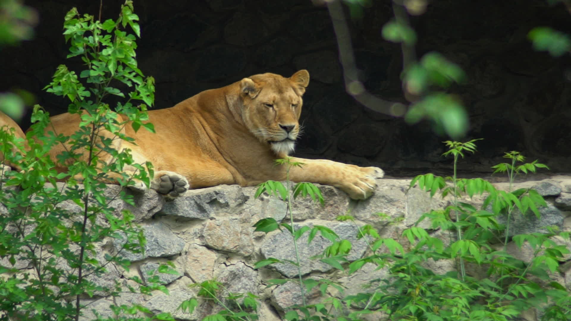 狮子躺在动物园的岩石上视频的预览图