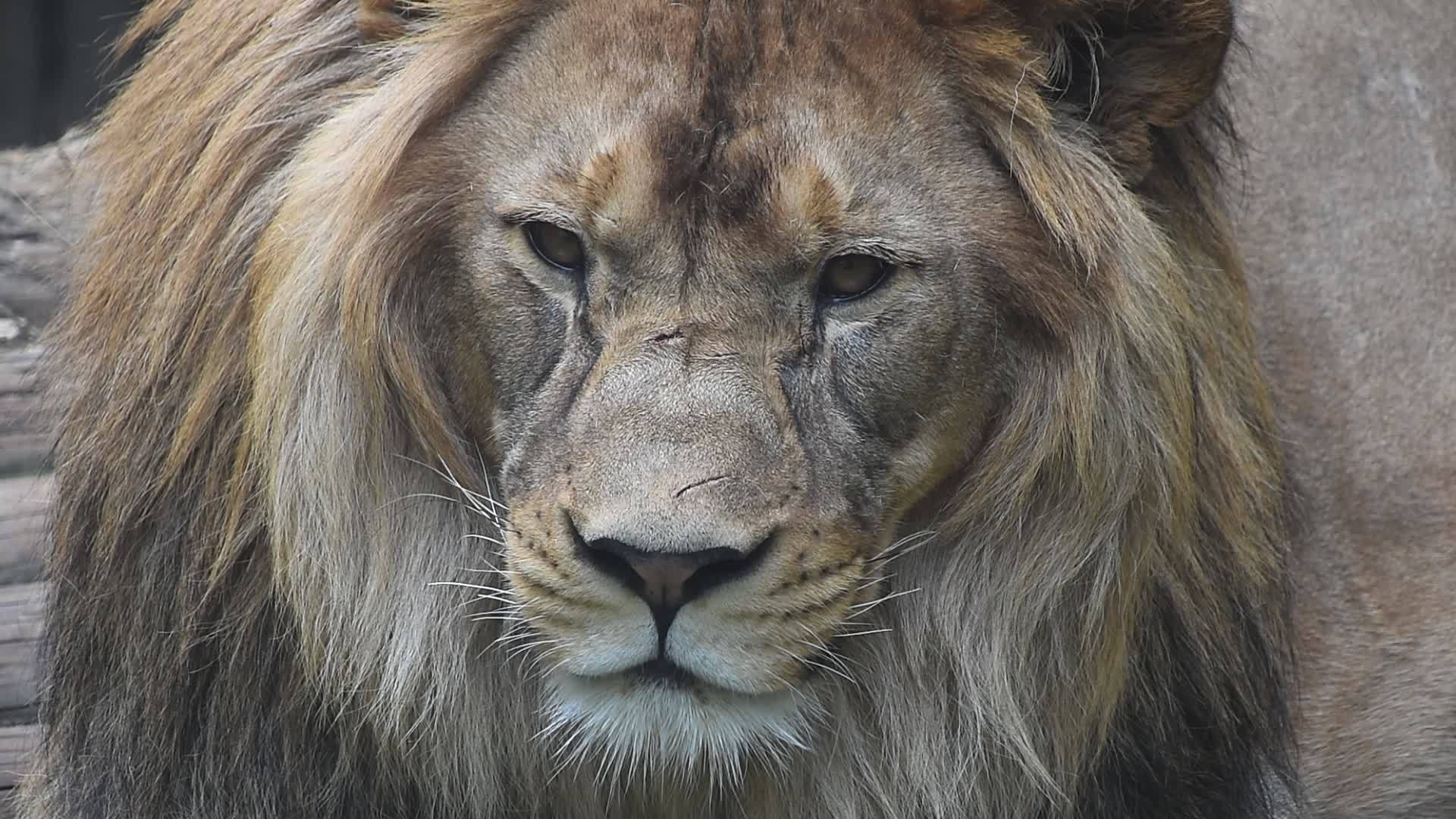 非常接近雄狮的肖像视频的预览图