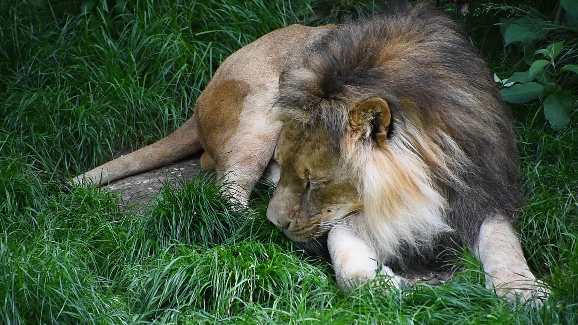 狮子的近身肖像视频的预览图